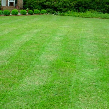 A lush lawn from fertilizing the grass in winter