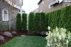 Ornamental trees and shrubs need fertilization to get them through to spring.