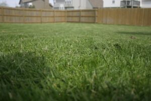 A weed free lawn thanks to superior service weed control.